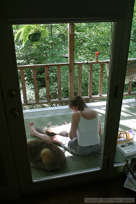 giving the dogs an early-morning haircut and toenail clip