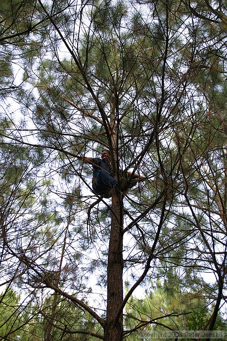 Phil and Adam up in a tree