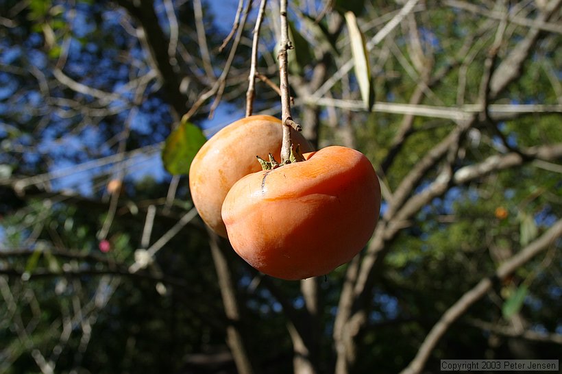 pomegranates growing above the driveway