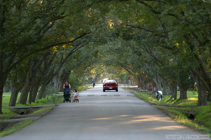 the Pecan trees are quite pretty