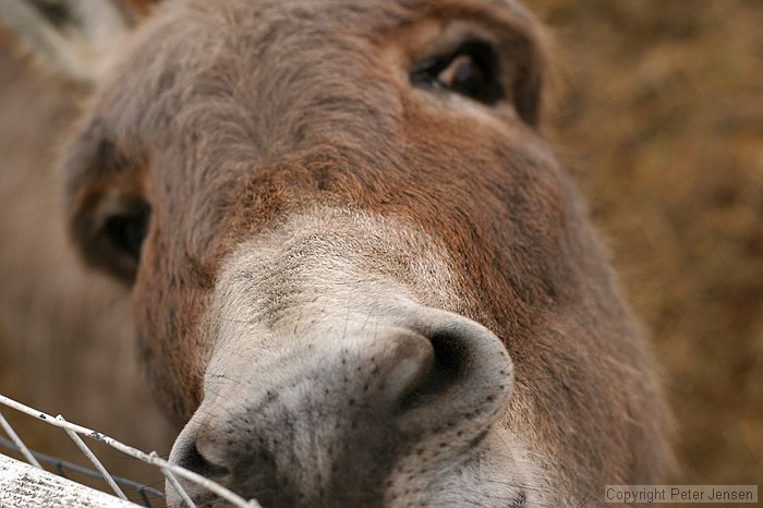 Mark Martin, the donkey in Glen Rose