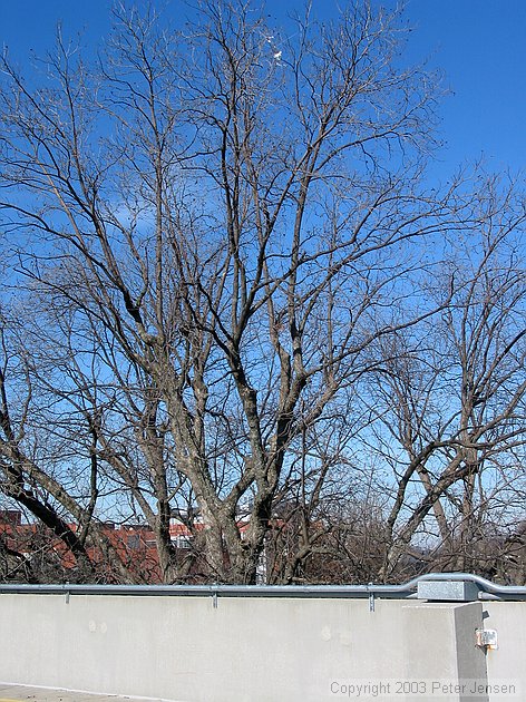 yes, the kite is still stuck up in the tree