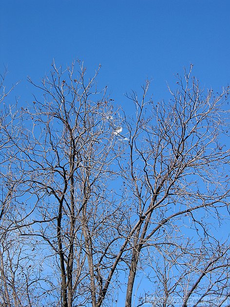 yes, the kite is still stuck up in the tree