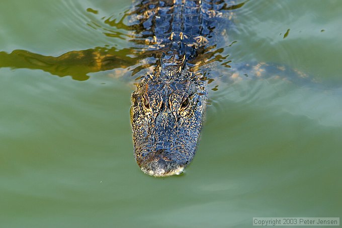 gator