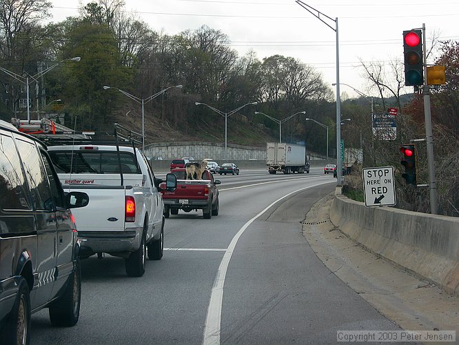 uncool animal treatment on I-75