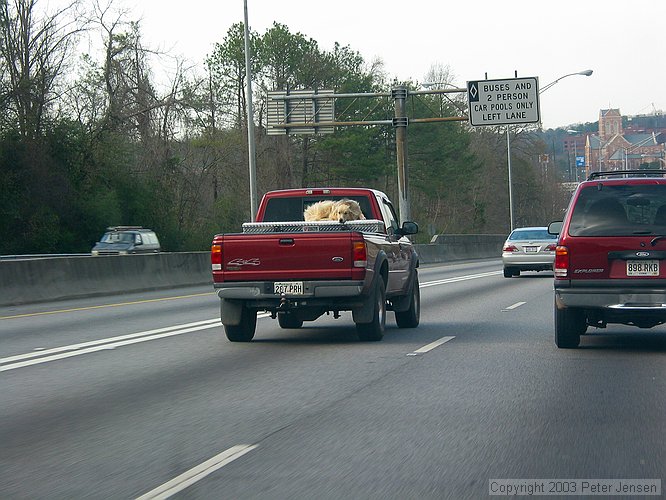 uncool animal treatment on I-75