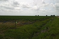 boll weevil trap