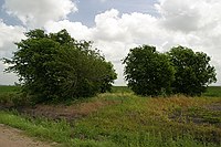 trees where the old house and barn stood