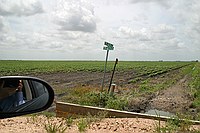 cotton growing beyond the intersection of CR 409 and CR 403