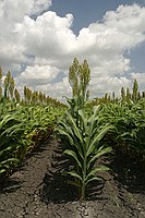 sorghum