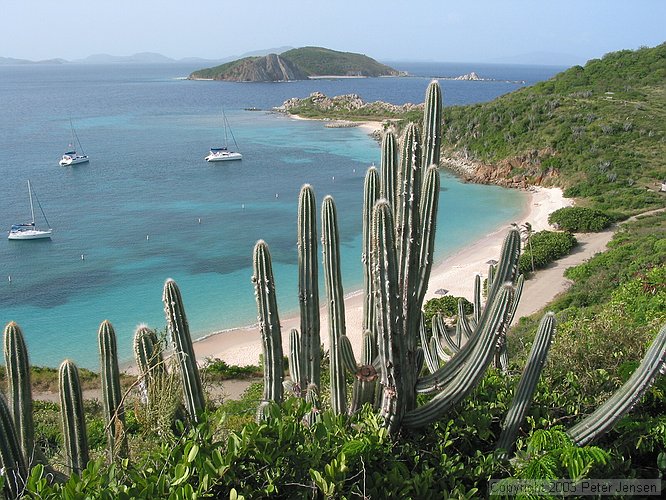 cacti on Peter Island