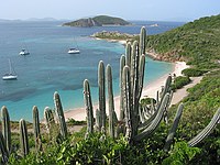 cacti on Peter Island