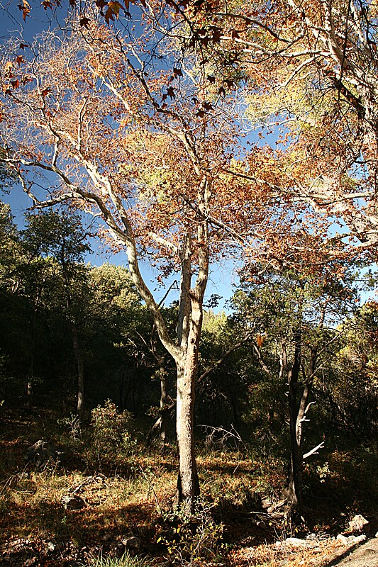 falling leaves