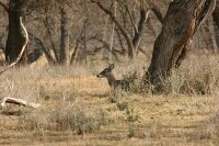 captive deer