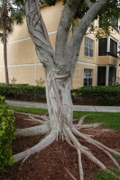 neat tree