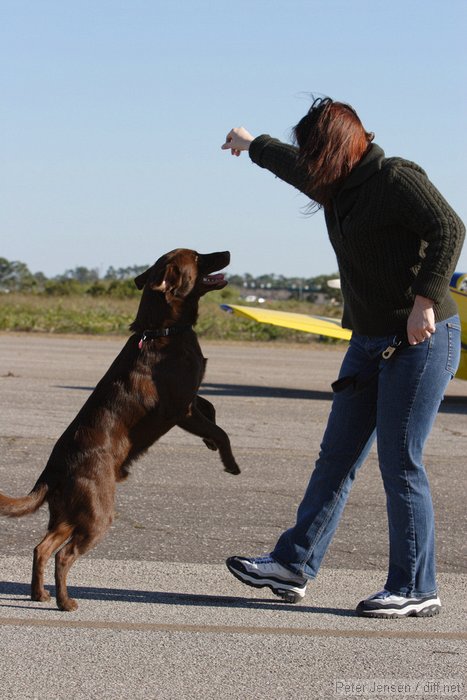 Clyde the amazing jumping dog