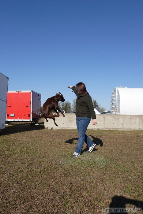 Clyde the amazing jumping dog