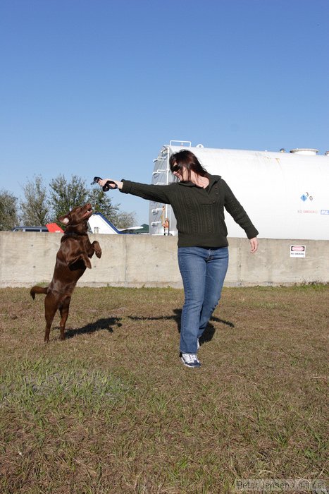 Clyde the amazing jumping dog