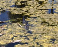 a local gator