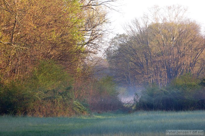 morning fog