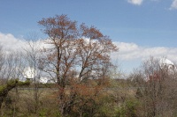 dishes through the trees