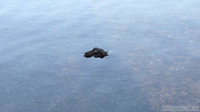 ripples around a rock