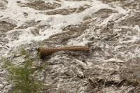 giant logs in the floodwaters (probably cut down in a fire management effort upstream)