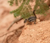 the chipmunk is no match for the 400/2.8