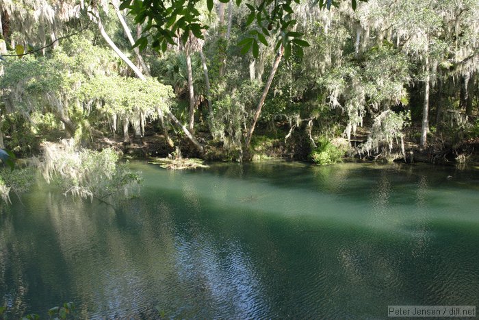 Blue Spring State Park - great spring, not much of a hiking trail