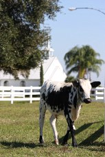 church cow