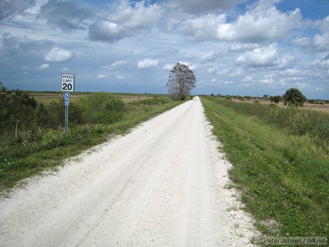 the lone shade tree