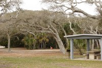 wizened old oaks