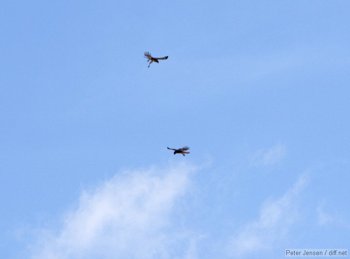 a hawk that had one gear stuck down, possibly injured?  Still thermaled well.