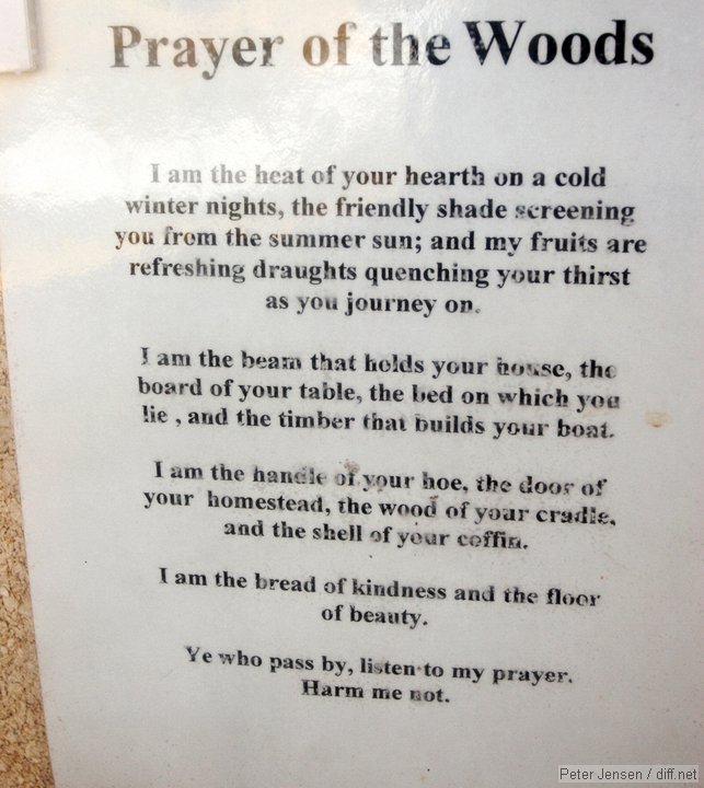 Prayer of the Woods