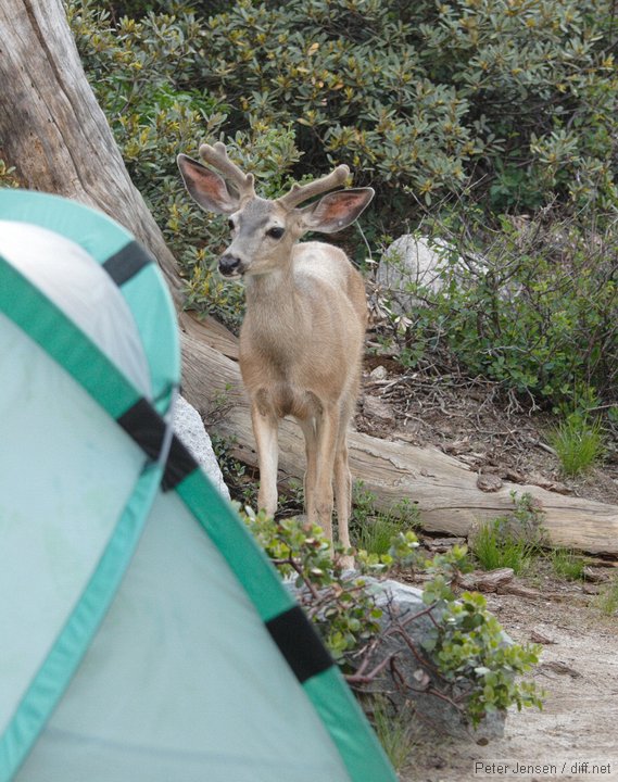 deer in our campsite