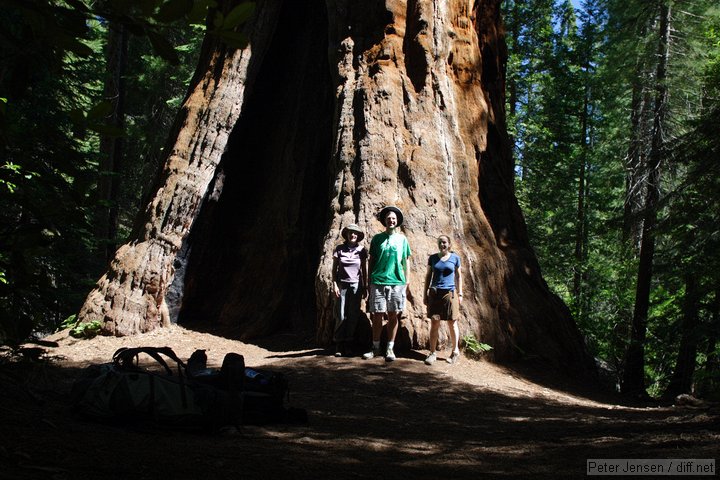 good contrast ratio with the large sequoia