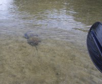 horsehoe crabs mating in the Ten Thousand Islands area