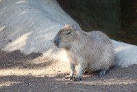 omniscient rat ponders your future