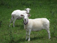 goats over the fence