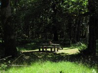 nice spot for a picnic up at the Olympic NP Hoh visitor center