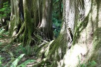 evidence of a nurse log near the Hoh rain forest visitor center