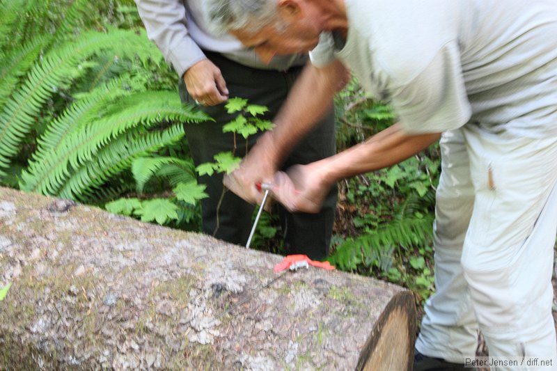 taking a tree core sample from a downed tree