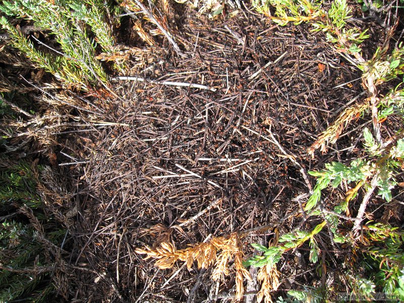 ant mound