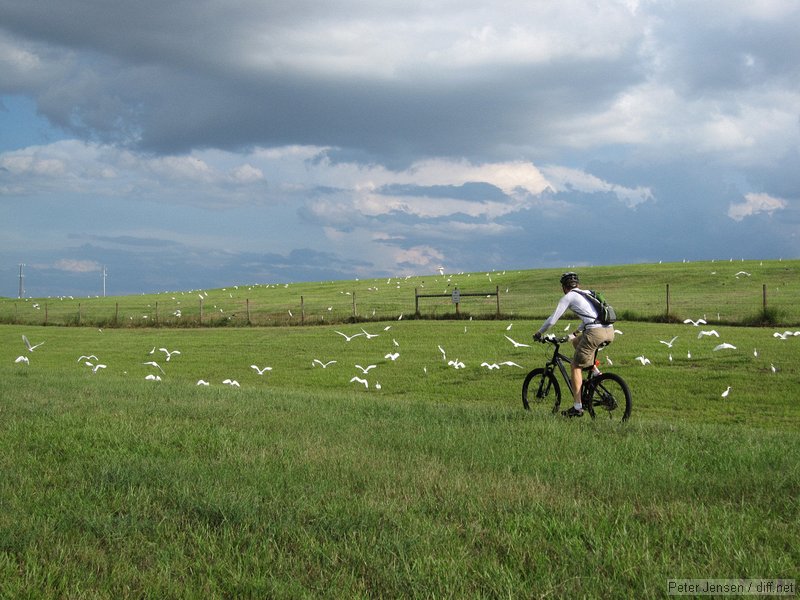 Rob chases birds on the Tampa Bay Trail