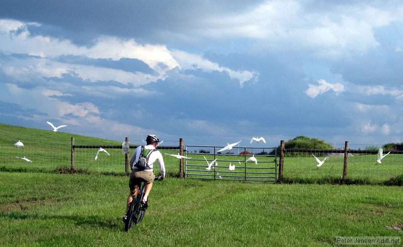 Rob chases birds on the Tampa Bay Trail