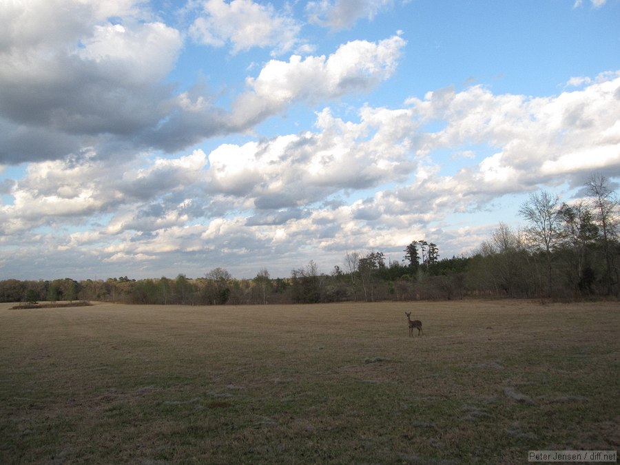 deer in a field at San Felasco