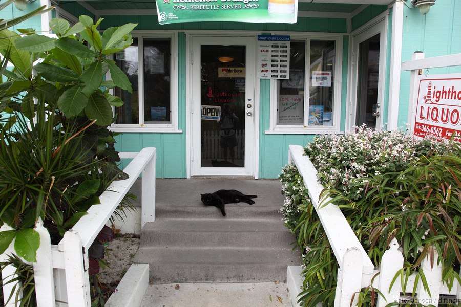 passed out cat in front of the liquor store