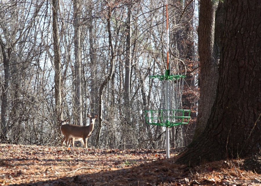 deer by disc golf basket