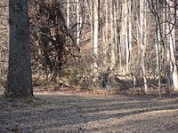 an impossibly long shot I made in disc golf