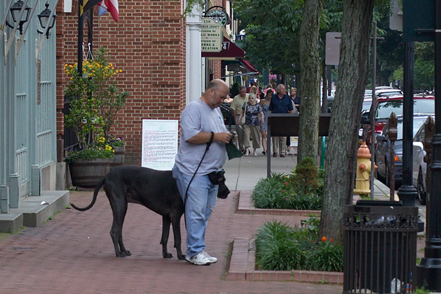 that's not a dog, that's a horse